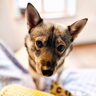 Bruce - Swedish Vallhund historique